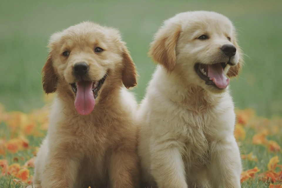 Fakta Medis Tentang Anjing yang Sulit Lepas Saat Kawin